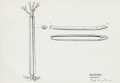 114 Alto Orinoco - Yanoama - piroga di corteccia - A scortecciamento - B messa in forma